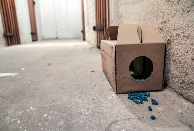 Expert Tips To Get Rid Of Rats From Your Home