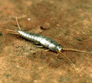 Know About Silverfish