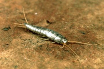Know About Silverfish