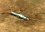 Know About Silverfish