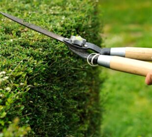 Hedge Trimming