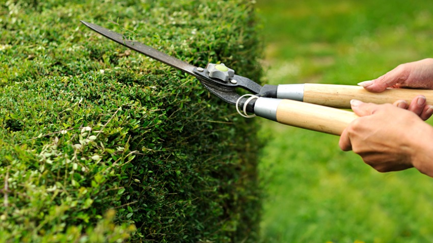 Hedge Trimming